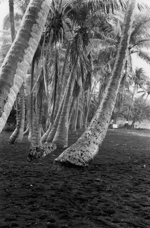 Swaying Palms