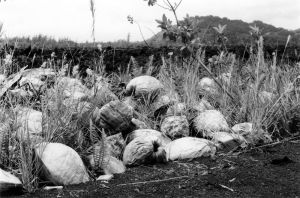 Dried Coconuts