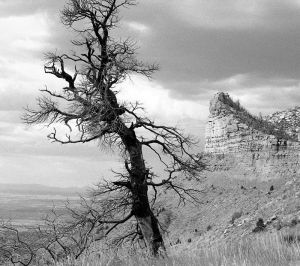 Mesa Verde Tree