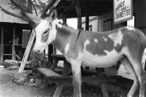 Donkey - Route 66 Series