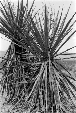 Cactus Closeup - Route 66 Series